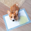 犬のトイレトレーニングをやり直しするコツ！失敗理由や注意点も解説