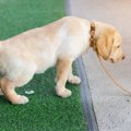 犬の『膀胱炎』で現…