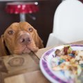 犬が『誤飲』すると…