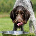 犬に絶対飲ませては…