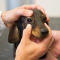 犬の眼球癆（がんき…