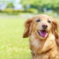 犬の『里親になるた…