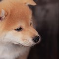 愛犬が早死にする可…