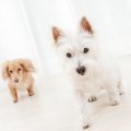 犬が飼い主の横をス…