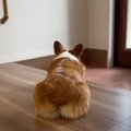 愛犬のお見送り態度…