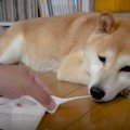 柴犬の鼻をこよりで…