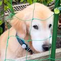 『大型犬がやたら庭…