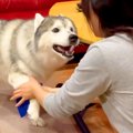 お母さんが『大型犬…