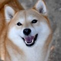 犬が笑顔になるのは…