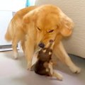 子犬が『やりたい放…