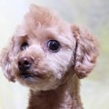 失敗しない！ドッグ…