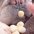 寝ている犬の前に『…