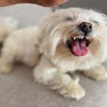 犬が『邪魔しないで…