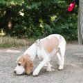 犬が散歩中にニオイ…