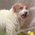 水遊び中に『シャワ…