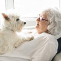 犬が『飼い主にもた…