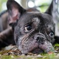 犬が亡くなる直前、…
