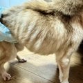 ネグレクトされ『ガ…