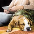 犬が飼い主の近くで…