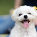 犬が『笑顔』になる…