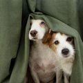 犬が『恐怖を感じる…