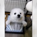 自分だけのおもちゃ…