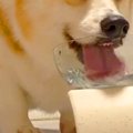『水を飲む犬』を撮…