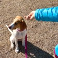 犬が人に『塩対応』…