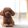 覚えてないの？犬が…