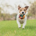 犬が何かを伝えたい…
