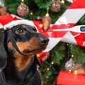 犬とのクリスマスで…