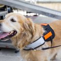 アメリカの航空会社…