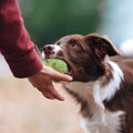 犬がおもちゃを放さ…