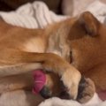 犬が『甘えん坊レベ…