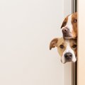 なぜ犬は飼い主がト…
