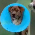 『命の期限が迫る保…