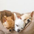 犬が『リラックスで…