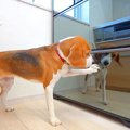 犬が『冷蔵庫の電動…