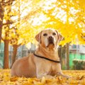 犬の『銀杏拾い食い…