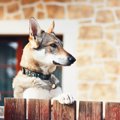 犬の耳が表す気持ち…