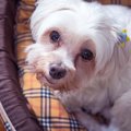 犬が怯えているとき…