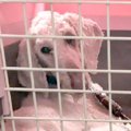 『死ななくてよかっ…