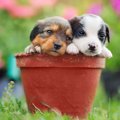 犬の飼い主が絶対に…
