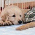 犬を迎えるオススメ…