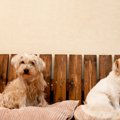 愛犬が寂しそう･･･も…