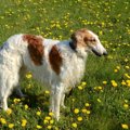 ボルゾイの子犬を飼…