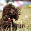風が強い日、犬の散…