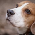 犬が鼻をフンフン鳴…