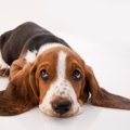 愛犬が『悲しい表情…