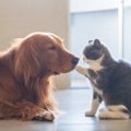 他の動物に好かれや…